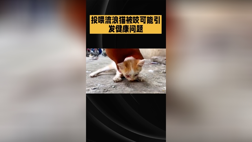 小鱼儿正版玄机网站,虞书欣林一双人舞练习室版来了,确保成语解释落实的问题_户外版V6.87